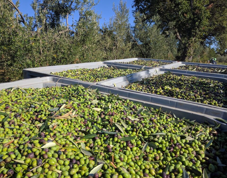 Raccolta olio extravergine toscano