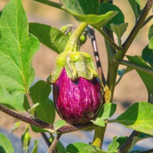 Box Ortaggi misti Toscani Melanzana