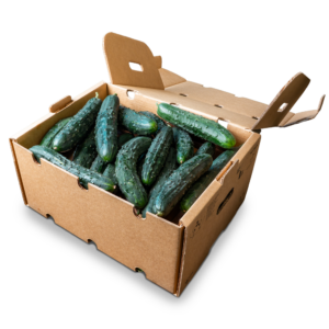 Box Cetrioli Toscani