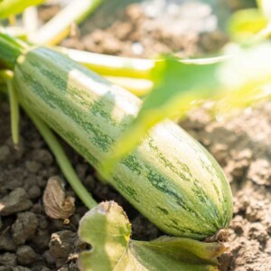 Box Ortaggi Zucchine