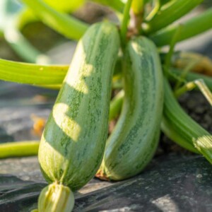 Box Zucchine