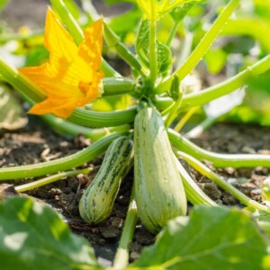 Box Zucchine Fresche