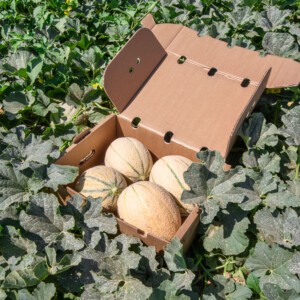 Box Melone Toscano Campo