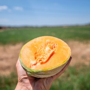 Box Melone Toscano Popone